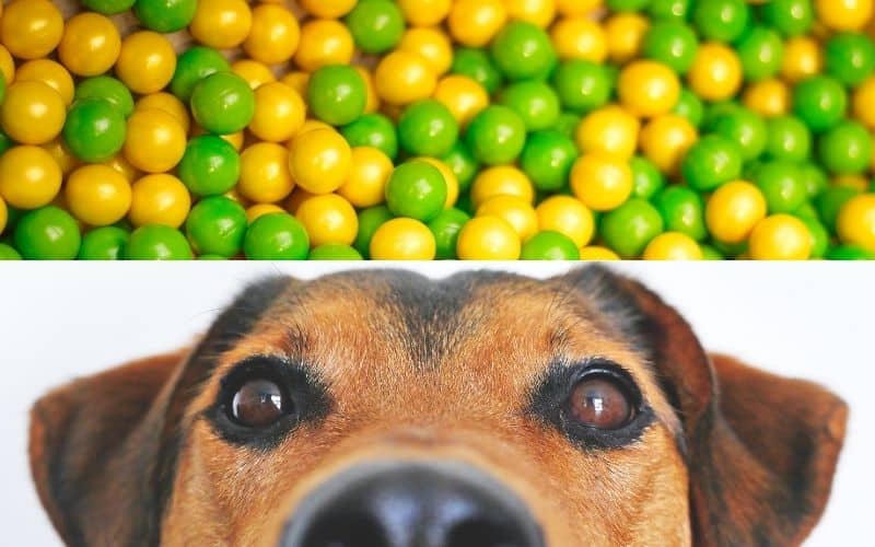 Dogs vs paintballs