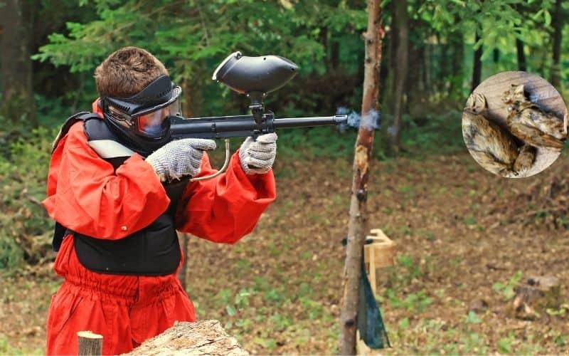 killing birds with paintball guns