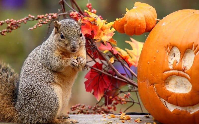 paintball guns won’t instantly kill squirrels